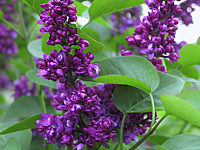 Syringa%20vulgaris%20Andenken%20An%20Ludwig%20Spaeth%2001.JPG
