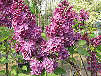 Syringa%20vulgaris%20Andenken%20An%20Ludwig%20Spaeth%2002.JPG