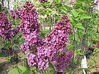 Syringa%20vulgaris%20Andenken%20An%20Ludwig%20Spaeth%2003.JPG