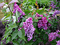 Syringa%20vulgaris%20Charles%20Joly%2001.JPG