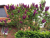 Syringa%20vulgaris%20Charles%20Joly%2002%204m.JPG