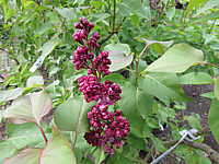 Syringa%20vulgaris%20Charles%20Joly%2003.JPG