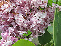 Syringa%20vulgaris%20Lucy%20Baltet.JPG
