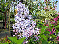 Syringa%20vulgaris%20Michel%20Buchner%2002.JPG