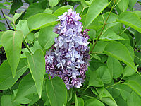 Syringa%20vulgaris%20Nadezhda%2001.JPG