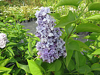 Syringa%20vulgaris%20Nadezhda%2002.JPG