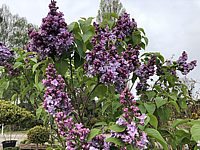 Syringa%20vulgaris%20Nadezhda%2003.JPG