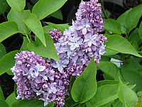 Syringa%20vulgaris%20Nadezhda%2004.JPG