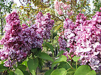 Syringa%20vulgaris%20Paul%20Deschanel%2001.JPG