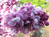 Syringa%20vulgaris%20Paul%20Deschanel%2002.JPG