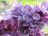 Klicken Sie auf die Vorschau, um das Vollbild zu sehen Syringa%20vulgaris%20Paul%20Deschanel%2003.JPG