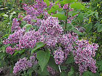 Klicken Sie auf die Vorschau, um das Vollbild zu sehen Syringa%20vulgaris%20Sensation%2001.JPG