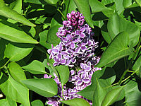 Klicken Sie auf die Vorschau, um das Vollbild zu sehen Syringa%20vulgaris%20Sensation%2004.JPG