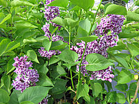 Klicken Sie auf die Vorschau, um das Vollbild zu sehen Syringa%20vulgaris%20Sensation%2005.JPG