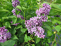 Klicken Sie auf die Vorschau, um das Vollbild zu sehen Syringa%20vulgaris%20Sensation%2006.JPG