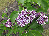 Klicken Sie auf die Vorschau, um das Vollbild zu sehen Syringa%20vulgaris%20Sensation%2007.JPG