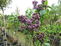 Klicken Sie auf die Vorschau, um das Vollbild zu sehen Syringa%20vulgaris%20Sensation%2009%20sehr%20knospig.JPG