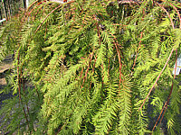 Klicken Sie auf die Vorschau, um das Vollbild zu sehen Taxodium%20distichum%20Cascade%20Falls%2002.JPG