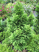 Klicken Sie auf die Vorschau, um das Vollbild zu sehen Taxodium%20distichum%20Peve%20Minaret%2002.jpg