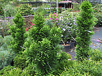 Klicken Sie auf die Vorschau, um das Vollbild zu sehen Taxodium%20distichum%20Peve%20Minaret%2003.JPG