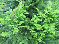 Klicken Sie auf die Vorschau, um das Vollbild zu sehen Taxodium%20distichum%20Peve%20Minaret%2004.JPG