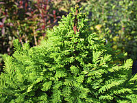 Klicken Sie auf die Vorschau, um das Vollbild zu sehen Taxodium%20distichum%20Peve%20Minaret%2005.JPG