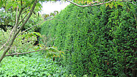 Klicken Sie auf die Vorschau, um das Vollbild zu sehen Taxus%20baccata%2003%20Hecke.JPG