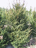 Klicken Sie auf die Vorschau, um das Vollbild zu sehen Taxus%20baccata%2004%20-%202m.JPG