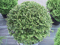 Klicken Sie auf die Vorschau, um das Vollbild zu sehen Taxus%20baccata%2005%20Kugel%2080cm%20Co.jpg