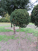 Klicken Sie auf die Vorschau, um das Vollbild zu sehen Taxus%20baccata%2007%20Kugelstamm.JPG