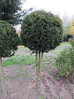 Klicken Sie auf die Vorschau, um das Vollbild zu sehen Taxus%20baccata%2008%20Kugelstamm.JPG