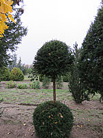 Klicken Sie auf die Vorschau, um das Vollbild zu sehen Taxus%20baccata%2009%20Kugelstamm.JPG