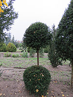 Klicken Sie auf die Vorschau, um das Vollbild zu sehen Taxus%20baccata%2010%20Kugelstamm.JPG