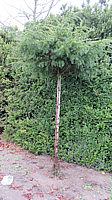 Klicken Sie auf die Vorschau, um das Vollbild zu sehen Taxus%20baccata%2011%20Hochstamm%20Dachform.JPG