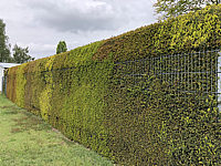 Klicken Sie auf die Vorschau, um das Vollbild zu sehen Taxus%20baccata%2012%20unterschiedlicher%20Austrieb.JPG