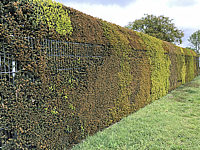 Klicken Sie auf die Vorschau, um das Vollbild zu sehen Taxus%20baccata%2013%20unterschiedlicher%20Austrieb.JPG