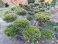 Klicken Sie auf die Vorschau, um das Vollbild zu sehen Taxus%20baccata%2014%20Bonsai%2001.JPG