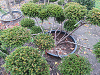 Klicken Sie auf die Vorschau, um das Vollbild zu sehen Taxus%20baccata%2014%20Bonsai%2002.JPG