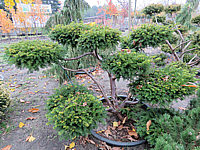 Klicken Sie auf die Vorschau, um das Vollbild zu sehen Taxus%20baccata%2014%20Bonsai%2002a.JPG