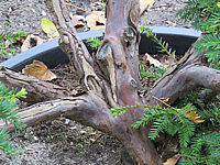 Klicken Sie auf die Vorschau, um das Vollbild zu sehen Taxus%20baccata%2014%20Bonsai%2002b.JPG