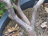 Klicken Sie auf die Vorschau, um das Vollbild zu sehen Taxus%20baccata%2014%20Bonsai%2003.JPG