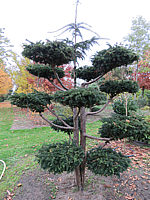 Klicken Sie auf die Vorschau, um das Vollbild zu sehen Taxus%20baccata%20Dovastoniana%20Bonsai%2001.JPG
