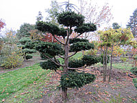 Klicken Sie auf die Vorschau, um das Vollbild zu sehen Taxus%20baccata%20Dovastoniana%20Bonsai%2002.JPG