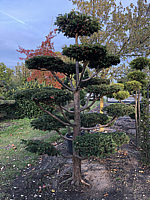 Klicken Sie auf die Vorschau, um das Vollbild zu sehen Taxus%20baccata%20Dovastoniana%20Bonsai%2003.JPG