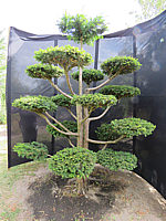 Klicken Sie auf die Vorschau, um das Vollbild zu sehen Taxus%20baccata%20Dovastoniana%20Bonsai%2004.JPG