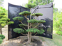 Klicken Sie auf die Vorschau, um das Vollbild zu sehen Taxus%20baccata%20Dovastoniana%20Bonsai%2005.JPG