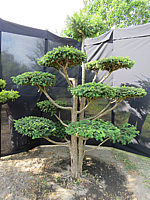Klicken Sie auf die Vorschau, um das Vollbild zu sehen Taxus%20baccata%20Dovastoniana%20Bonsai%2006.JPG