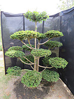 Klicken Sie auf die Vorschau, um das Vollbild zu sehen Taxus%20baccata%20Dovastoniana%20Bonsai%2007.JPG