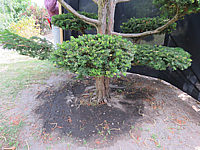 Klicken Sie auf die Vorschau, um das Vollbild zu sehen Taxus%20baccata%20Dovastoniana%20Bonsai%2008.JPG