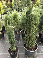 Klicken Sie auf die Vorschau, um das Vollbild zu sehen Taxus%20baccata%20Fastigiata%20links,%20rechts%20Taxus%20media%20Stricta%20Viridis.JPG